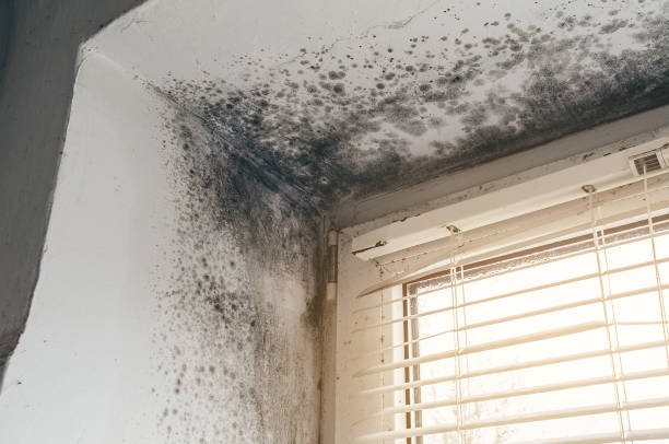 Trusted Attic Mold Removal service in Greenville, TX - Cheap Mold Removal